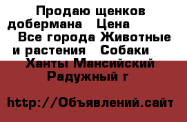 Продаю щенков добермана › Цена ­ 45 000 - Все города Животные и растения » Собаки   . Ханты-Мансийский,Радужный г.